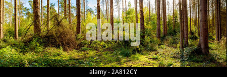 Wald in antumn mit alten Bäumen und junge Fichten wachsen Stockfoto