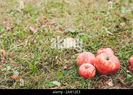 Reife äpfel fiel vom Baum auf den Boden Stockfoto