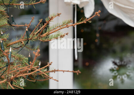 Weihnachten ist vorbei, die echten Weihnachtsbaum können die Zweige hängen. Die Nadeln befinden sich auf der Etage. Zeit für Neues. Stockfoto
