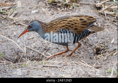 Wasserralle Rallus aquaticus zu Fuß durch Marschland in Slimbridge in Gloucestershire, Großbritannien Stockfoto