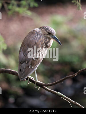 Schwarze Nacht gekrönt - Heron juvenile Vogel auf einem Zweig Nahaufnahme seinen Körper, Gefieder, Kopf, Augen, Schnabel anzeigen gehockt, Füße genießen ihre Umgebung Stockfoto