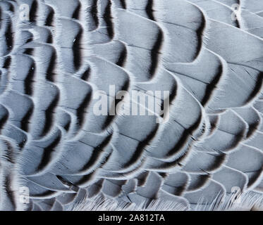 Feder Detail eines Kaisers goose Anser (Chen) canagicus Flügel Stockfoto