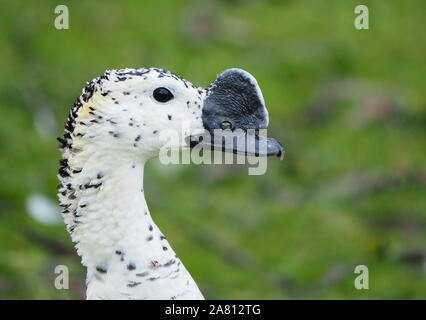 Portrait von Knopf in Rechnung gestellt wird, oder Afrikanische kamm Sarkidiornis melanotos Ente ein Eingeborener von Afrika südlich der Sahara mit außergewöhnlichen Rechnung in Slimbridge UK Stockfoto