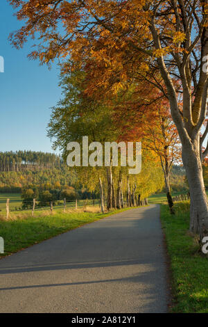 Eine gepflasterte Straße führt durch sonnige Herbst Landschaft. Im Hintergrund ist ein Nadelwald. Vorne sind Bäume mit orange Blätter an den Straßenrand. Bl Stockfoto