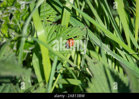 Sieben beschmutzt Dame Käfer auf Blatt im Frühling Stockfoto