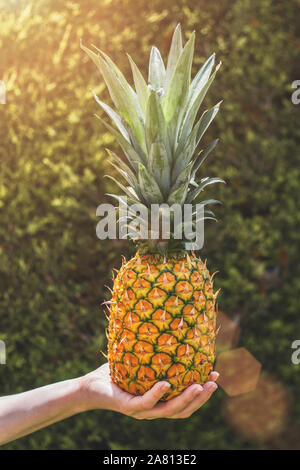 Hochformat - reife Ananas in der Hand auf dem Hintergrund einer Hecke Stockfoto