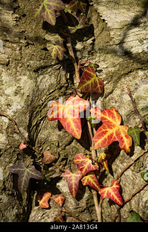 Gemeinsame Efeu, Hedera helix, wächst der Stamm von einer Buche im November. Die Blätter sind hier gesehen, rötlich in Farbe gedreht. North Dorset Ger Stockfoto