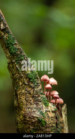 Schwefel Büschel Pilze oder Hypholoma Fasciculare oder Cluster woodlover wächst auf einem alten Toten faulenden Baum in Englisch Woodland Stockfoto