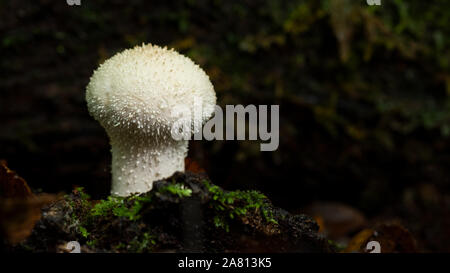 Eine einzelne lycoperdon perlatum, gemeinsame Puffball in Englisch Wald wächst Stockfoto