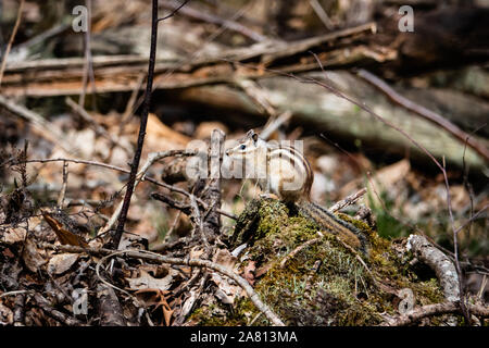 Sibirische Streifenhörnchen im Frühling Stockfoto