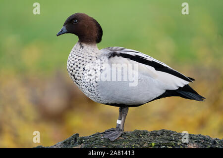 Australische Holzente Chenonetta jubata, auch bekannt als Mähne Ente oder Mähne - steht auf einem Baumstamm in Slimbridge UK Stockfoto