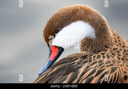 Weiß ist oder Bahama pintail duck Anas bahamensis Putzen - slimbridge Gloucestershire Stockfoto