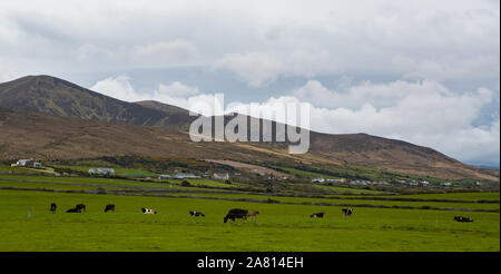 Milchkühe grasen in einem offenen Feld in der Dingle Halbinsel an der Westküste von Irland Stockfoto