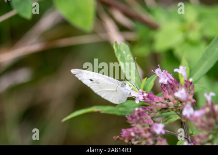 Kleine Weißkohl Schmetterling auf Oregano Blumen Stockfoto