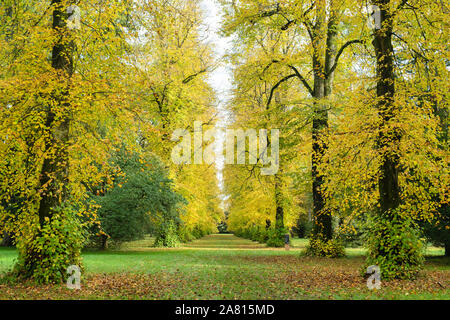 Lime Avenue. Linden im Herbst in Westonbirt Arboretum, Cotswolds, Gloucestershire, England Stockfoto
