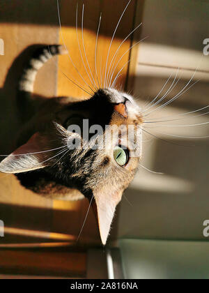 Patty der Teufel schaut, tabby Katze Stockfoto