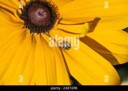 Südliche Grün stinken Bug auf Coneflower im Herbst Stockfoto