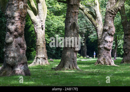 Essen-Werden, Brehminsel, in der Ruhr, großen Stadtpark im Essener Süden, mit Bäumen gesäumten Allee, Stockfoto
