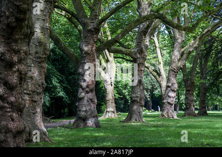 Essen-Werden, Brehminsel, in der Ruhr, großen Stadtpark im Essener Süden, mit Bäumen gesäumten Allee, Stockfoto