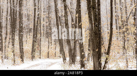 Erster Schnee im Wald Stockfoto