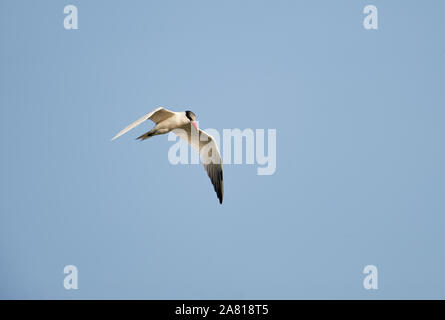 Raubseeschwalbe (Hydroprogne Caspia) im Flug über der Chapala See - Ajijic, Jalisco, Mexiko Stockfoto