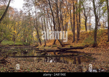 Parkleyweg während der späten Herbstsaison, Insel Usedom an der Ostseeküste. Stockfoto