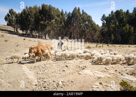 Hirten, die eine Herde Schafe auf der Challa Gemeinschaft im Norden der Insel der Sonne, Titicacasee, Bolivien Stockfoto