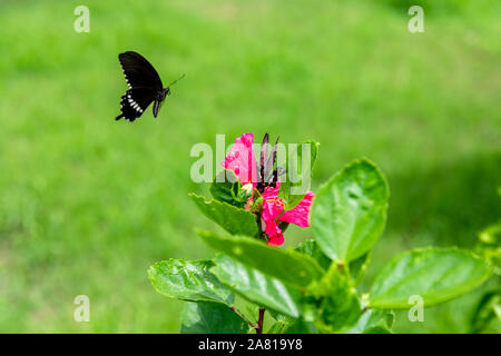 Zwei Papilio helenus Schmetterlinge, eine auf einem rosa Hibiskus Blume, der andere in der Luft; Okinawa, Japan Stockfoto