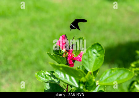 Zwei Papilio helenus Schmetterlinge, eine auf einem rosa Hibiskus Blume, der andere in der Luft; Okinawa, Japan Stockfoto