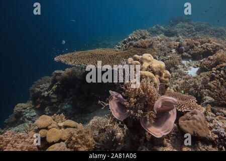 Weich- und Hartkorallen. Faszinierende Unterwasserwelt von maratua Island in Ost Kalimantan, der Sulwaesi Meer. Stockfoto