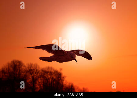 Möwe gegen die untergehende Sonne und orange rot Sky fliegen. Stockfoto