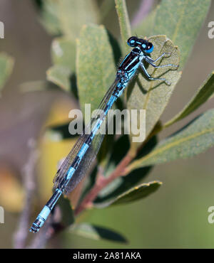 Südliche Damselfly, Crockford Stream, New Forest, Hampshire, UK. Stockfoto