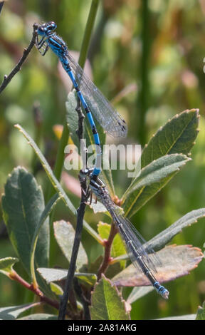 Ein paar der Südlichen Damselflies (Coenagrion mercuriale), Crockford Stream, New Forest, Hampshire, UK. Stockfoto