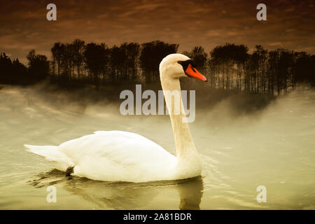 Ein Schwan an der Weser, digital bearbeitet, Weserbergland, Nordrhein-Westfalen, Hessen, Deutschland Stockfoto