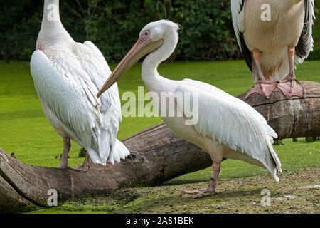 Großen weißen Pelikane/Eastern White Pelican/rosa Pelikane (Pelecanus onocrotalus) im Sumpf, in Südosteuropa, Asien und Afrika Stockfoto