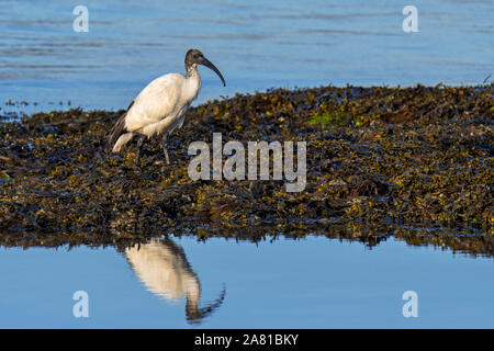 Afrikanische Heilige Ibis (Threskiornis aethiopicus) eingeführten Arten der Nahrungssuche auf Algen bedeckten Strand entlang der Atlantischen Küste in der Bretagne, Frankreich Stockfoto