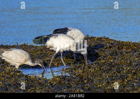 Drei afrikanischen heiligen Ibisse (Threskiornis aethiopicus) eingeführten Arten der Nahrungssuche auf Algen bedeckten Strand entlang der Atlantikküste, Bretagne, Frankreich Stockfoto