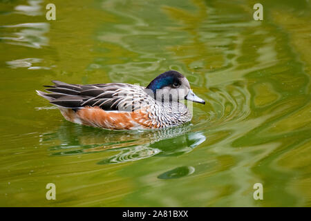 Chiloé Pfeifente/südlichen Pfeifente (Anas sibilatrix Mareca/sibilatrix) Schwimmen im See, Dabbling Duck aus Südamerika Stockfoto