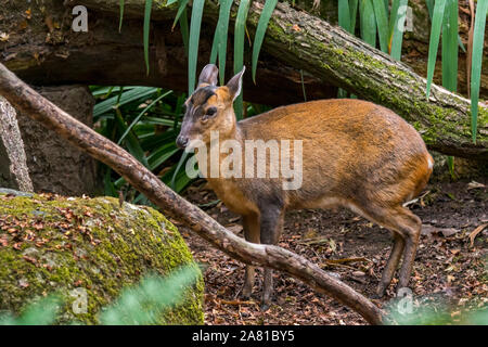 Reeves's muntjac/Chinese muntjac (Muntiacus reevesi) Native nach China und Taiwan und eingeführte Arten in Belgien, den Niederlanden und dem Vereinigten Königreich Stockfoto