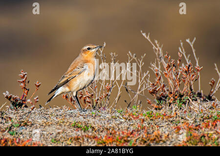 Northern Steinschmätzer (Oenanthe oenanthe) Jugendliche im Spätsommer in 1 Winter Gefieder Stockfoto