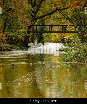 Teign Schlucht, Drewsteignton, Devon. 5. November 2019. UK Wetter: ein Wanderer hält den schnell fließenden Fluss Teign zu beobachten, als es Kaskaden unterhalb der Iron Bridge im Castle Drogo nach den jüngsten Regenfällen über die South West. Credit: Celia McMahon/Alamy Leben Nachrichten. Stockfoto