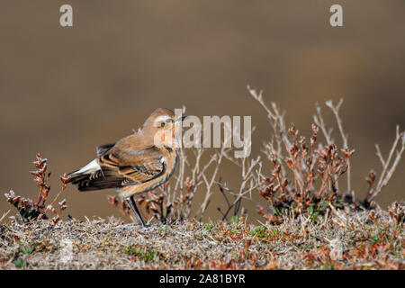 Northern Steinschmätzer (Oenanthe oenanthe) Jugendliche im Spätsommer in 1 Winter Gefieder Stockfoto