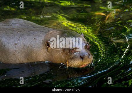 Riesenotter/giant river Otter (Pteronura brasiliensis) Schwimmen im Fluss, beheimatet in Südamerika Stockfoto