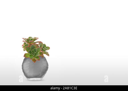 Schöne Suculent Werk in Vase Topf auf weißem Hintergrund Stockfoto