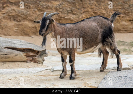 Kamerun Schafe/Kamerun Zwerg Schafe (Ovis aries) Ram, domestizierte Schafrasse aus Westafrika Stockfoto