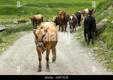 Cows on the road, Svaneti, Georgia Stockfoto