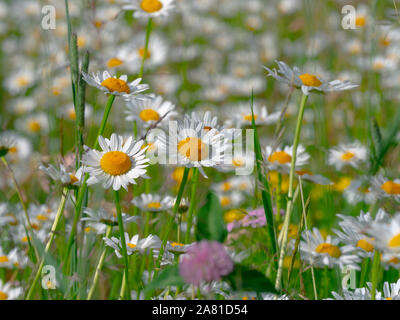 Ochsenaugen Gänseblümchen Leucanthemum vulgare auf Feldvorland Sommer Norfolk Stockfoto