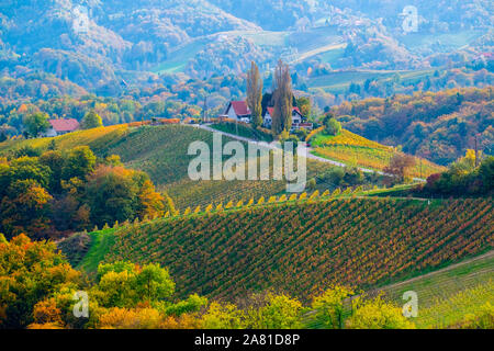 Weinberge im Herbst in Slowenien nahe der Grenze zu Österreich im Süden der Steiermark. Stockfoto