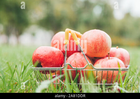 Reife äpfel in einem Korb auf dem Rasen im Garten - Vitamine und die gesunde Ernährung Stockfoto