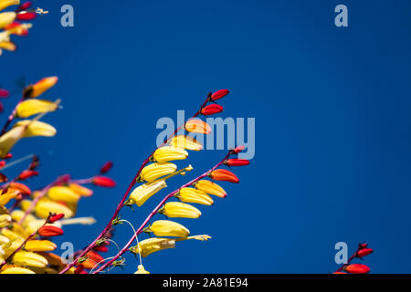 Spanische Flagge Blütenstand im Herbst Stockfoto